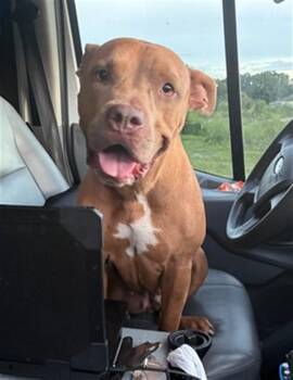 TIKI -  Pit Bull Terrier Dog for Adoption in Fort Myers, Florida - TIKI | PetCurious