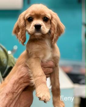 Cocker Spaniel and Cavalier King Charles Spaniel Dogs Available for Adoption in Brunswick, Maine - Eeny | PetCurious