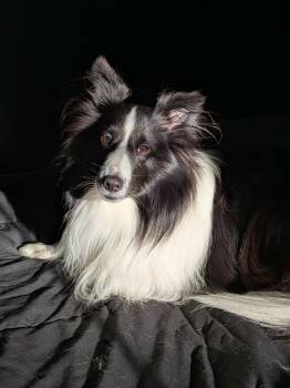 Shetland Sheepdog Sheltie Dogs Available for Adoption in Portland, Maine - QUINN | PetCurious