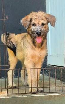 Lia Lively -  Border Terrier Dog for Adoption in Andover, Massachusetts - Lia Lively | PetCurious