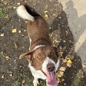 Rescue Border Collie and Labrador Retriever Dogs for Adoption in Jamestown, North Dakota - Kasper *BONDED W/ KARMA | PetCurious
