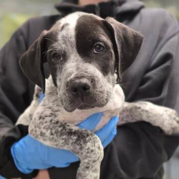 Mixed Breed Dogs Available for Adoption - Catalytic Converter | PetCurious