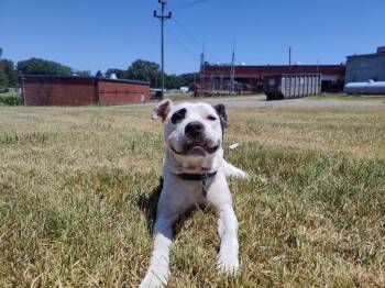 American Bulldog Dogs Available for Adoption in Rutherfordton, North Carolina - Olive (Courtesy Post) | PetCurious