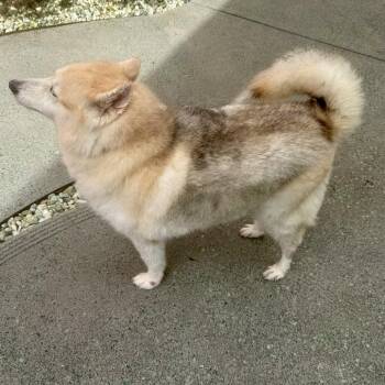 Penny 14392 -  Husky Dog for Adoption in San Francisco, California - Penny 14392 | PetCurious
