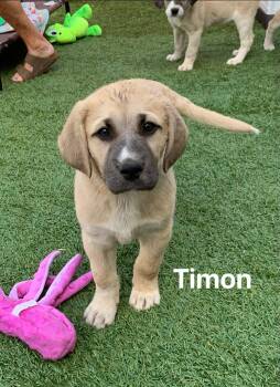 Great Pyrenees and Hound Dogs Available for Adoption in Douglas, Massachusetts - Timon  | PetCurious