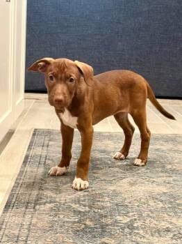Minnie -  Labrador Retriever and Shepherd Dog for Adoption in Lutz, Florida - Minnie | PetCurious