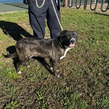 Rescue Husky and Labrador Retriever Dogs for Adoption in Passaic, New Jersey - Angie | PetCurious