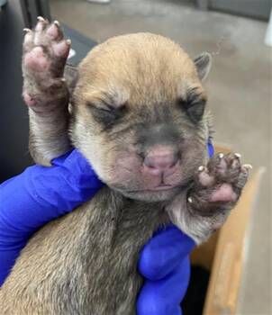 Mixed Breed Dogs Available for Adoption in Dallas, Texas - PENNE | PetCurious