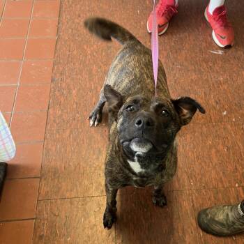 Beijing -  Pit Bull Terrier Dog for Adoption in East St. Louis, Illinois - Beijing | PetCurious