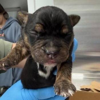 Mixed Breed Dogs Available for Adoption in Freeport, Florida - Hobie | PetCurious