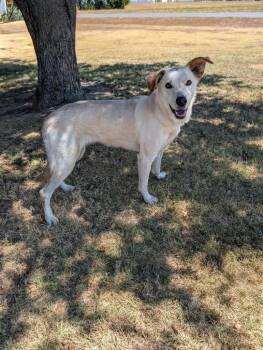 Lily -  Labrador Retriever Dog for Adoption in Dalworthington Gardens, Texas - Lily | PetCurious