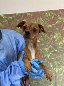 Chihuahua and Mixed Breed Dogs Available for Adoption in San Antonio, Texas - Fifi | PetCurious