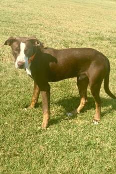 Storm -  Mixed Breed Dog for Adoption in Maryville, Tennessee - Storm | PetCurious