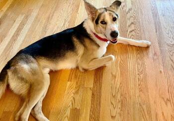 Royal -  Collie and Shepherd Dog for Adoption in Omaha, Nebraska - Royal | PetCurious