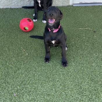 Abbi -  Labrador Retriever and German Shepherd Dog Dog for Adoption in Dayton, Ohio - Abbi | PetCurious
