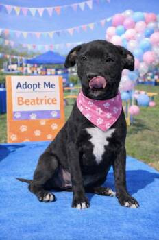 Boxer and Labrador Retriever Dogs Available for Adoption - Beatrice | PetCurious
