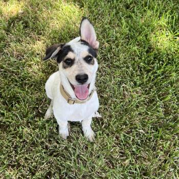 Sullivan -  Anatolian Shepherd and Shepherd Dog for Adoption in Pflugerville, Texas - Sullivan | PetCurious