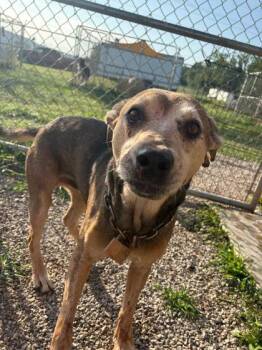 Guy -  Beagle Dog for Adoption in Munfordville, Kentucky - Guy | PetCurious
