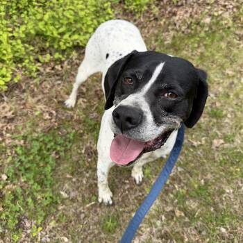English Pointer Dogs Available for Adoption in Phoenixville, Pennsylvania - Sqiurt | PetCurious