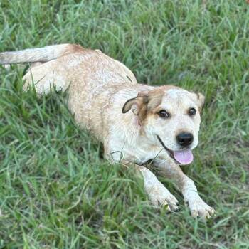 River -  Australian Cattle Dog Blue Heeler Dog for Adoption in Caldwell, Texas - River | PetCurious
