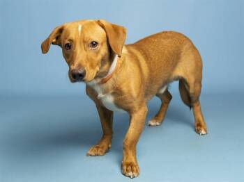TOD -  Labrador Retriever and Dachshund Dog for Adoption in Phoenix, Arizona - TOD | PetCurious