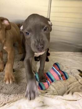 Ramen -  Pit Bull Terrier and Mixed Breed Dog for Adoption in Westland, Michigan - Ramen | PetCurious
