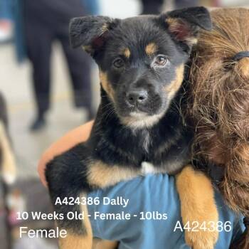 Shepherd and Mixed Breed Dogs Available for Adoption - Dally | PetCurious