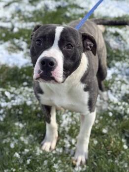 Pit Bull Terrier Dogs Available for Adoption in Lancaster, Ohio - Ochre | PetCurious