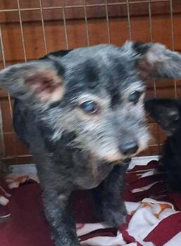 Toto -  Chihuahua Dog Available for Adoption in Mauston, Wisconsin - Toto | PetCurious