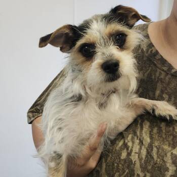 Taco -  Terrier and Mixed Breed Dog for Adoption in Clearwater, Florida - Taco | PetCurious