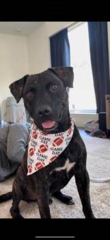 Black Labrador Retriever and Pit Bull Terrier Dogs Available for Adoption - Mochi Magic The Happy Pup | PetCurious