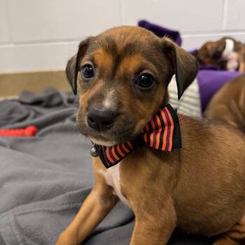 Rescue Doberman Pinscher and Mixed Breed Dogs for Adoption in West Palm Beach, Florida - Izzy | PetCurious