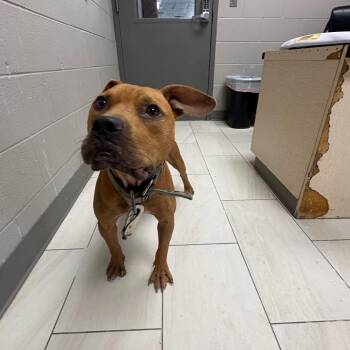 Mills -  Pit Bull Terrier Dog for Adoption in Lufkin, Texas - Mills | PetCurious