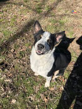 Australian Cattle Dog Blue Heeler Dogs Available for Adoption - Cassius  | PetCurious