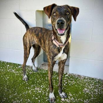 Starburst -  Mixed Breed Dog for Adoption in Englewood, Florida - Starburst | PetCurious