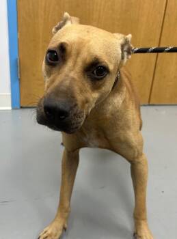 Ace -  Black Mouth Cur Dog for Adoption in Hartsville, South Carolina - Ace | PetCurious
