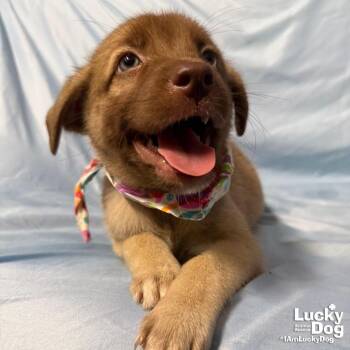 Sallie -  Labrador Retriever Dog for Adoption in Washington, District Of Columbia - Sallie | PetCurious