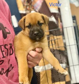 Victor -  Black Mouth Cur and Pit Bull Terrier Dog for Adoption in Semmes, Alabama - Victor | PetCurious