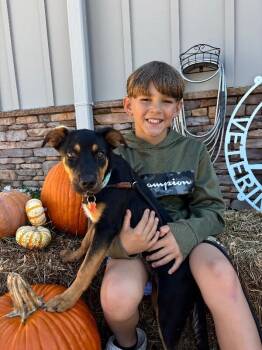 Rescue Shepherd and Labrador Retriever Dogs for Adoption in Aiken, South Carolina - Lonny | PetCurious