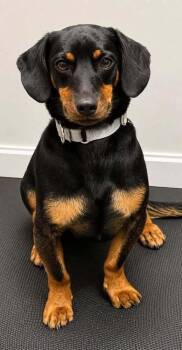 Benny -  Dachshund Dog for Adoption in Evansville, Indiana - Benny | PetCurious