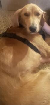 Rescue Golden Retriever Dogs for Adoption in Lexington, Kentucky - Charley | PetCurious