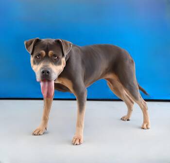 SKY -  Pit Bull Terrier Dog for Adoption in Pasadena, California - SKY | PetCurious