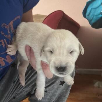 Pasha -  Great Pyrenees and Anatolian Shepherd Dog for Adoption in Fredericksburg, Virginia - Pasha | PetCurious