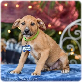 Rescue Labrador Retriever Dogs for Adoption in Wake Forest, North Carolina - Knuckles | PetCurious