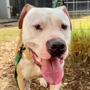 Rowen -  Terrier and Mixed Breed Dog for Adoption in Marshall, Texas - Rowen | PetCurious