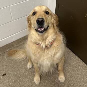 Ducky -  Golden Retriever and Mixed Breed Dog for Adoption in League City, Texas - Ducky | PetCurious