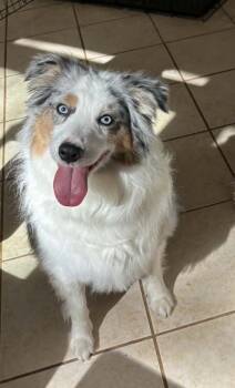 Australian Shepherd Dogs Available for Adoption in Tallahassee, Florida - Thor | PetCurious