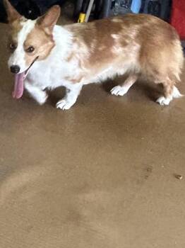 SAM -  Corgi Dog for Adoption in Rossford, Ohio - SAM | PetCurious