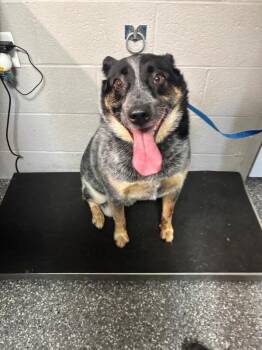 Bud -  Australian Cattle Dog Blue Heeler Dog for Adoption in White Cloud, Michigan - Bud | PetCurious