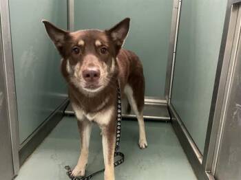 A552317 -  Siberian Husky and Mixed Breed Dog for Adoption in Moreno Valley, California - A552317 | PetCurious